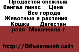 Продается снежный бенгал(линкс) › Цена ­ 25 000 - Все города Животные и растения » Кошки   . Дагестан респ.,Махачкала г.